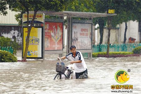 南方持续的暴雨洪涝成为猪价反弹的推手