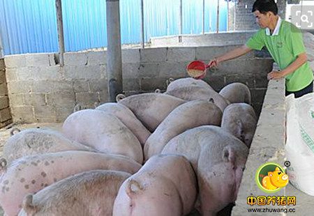 山东胶州:今年生猪良种补贴工作启动 每头补4