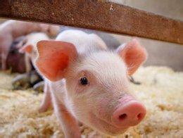 非洲猪瘟一天4起！预计全国猪价仍有一定上涨空间！