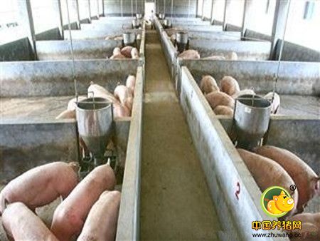 猪舍建设应注意的问题,猪舍建设八不宜 - 养猪场建设/养猪技术 - 中国