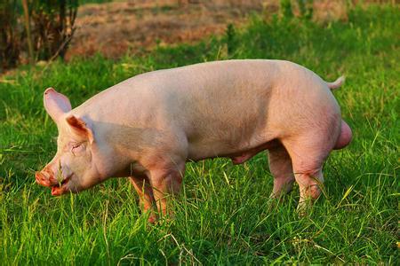 非洲猪瘟对饲料和豆粕消费的影响？利空猪价、玉米及豆粕？