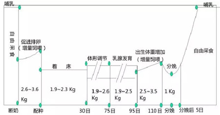 一头母猪一个繁殖周期的饲养程序