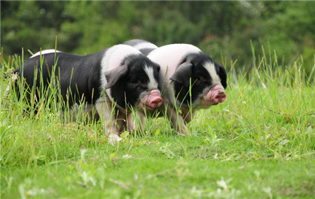 金华猪又叫金华两头乌,是我国著名的优势猪种