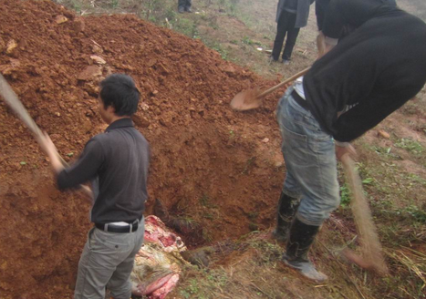 从2013年4月至2014年3月,浙江湖州一企业将本该焚烧处置的部分病死猪