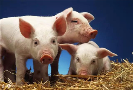 “破8”省份继续增多，猪价上涨力度更大！