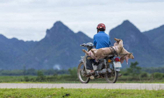 什么？好不容易涨点价越南猪又来捣乱？这让人怎么忍？