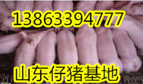 山东小猪今天批发价格13863394777