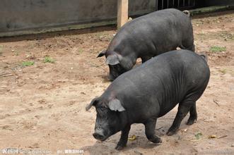 重磅！今日正式实施，对原产美国猪肉加征25%关税