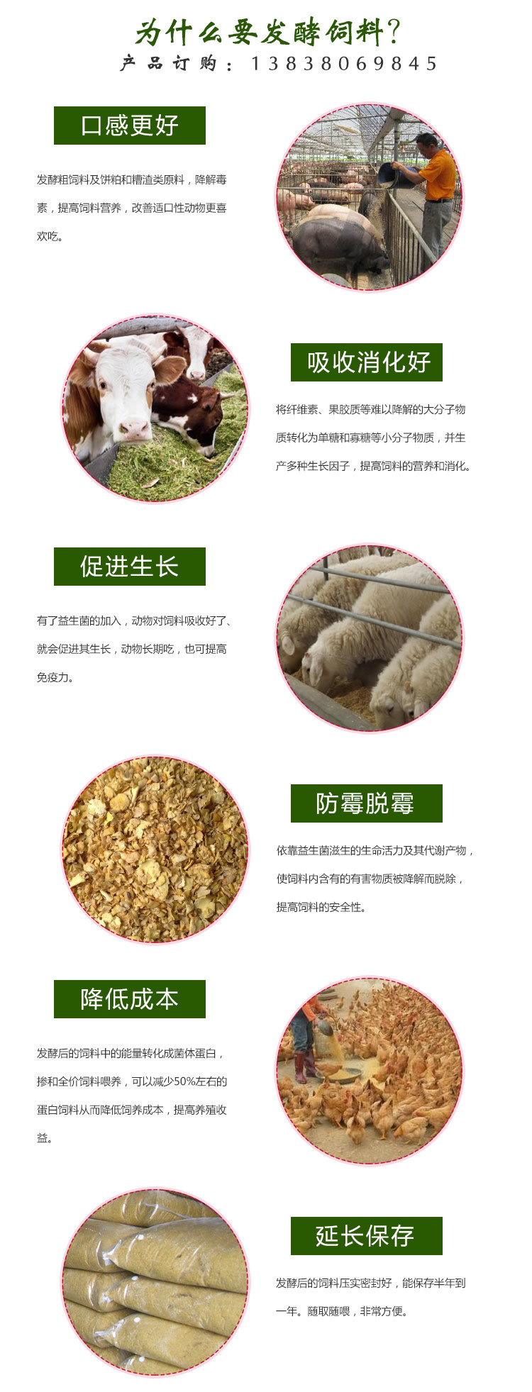 发酵粗饲料养猪的好处