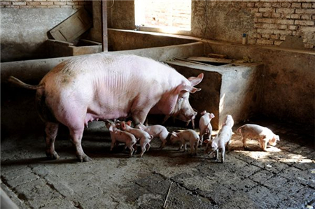 猪场自己添加鱼粉、膨化大豆、豆油这些原料可能带来的风险及损失！