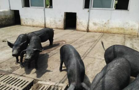 又一例非洲猪瘟！网友：应立即停止从俄进口猪肉！