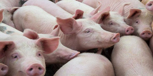 非洲猪瘟一天4起！预计全国猪价仍有一定上涨空间！ 　　