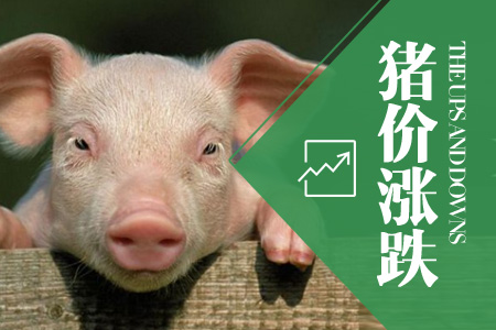 2024年06月04日全国内三元生猪价格行情涨跌表