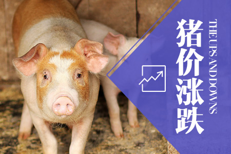 2024年06月10日全国土杂猪生猪价格行情涨跌表