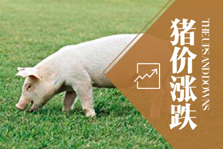 2023年10月04日全国土杂猪生猪价格行情涨跌表