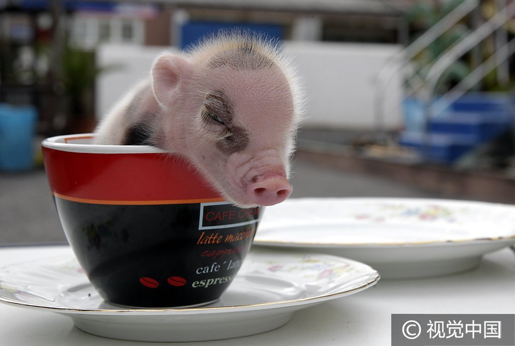 茶杯猪摄影作品图片