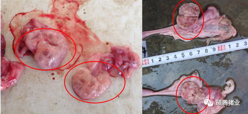 小母猪卵巢摘除术过程图片