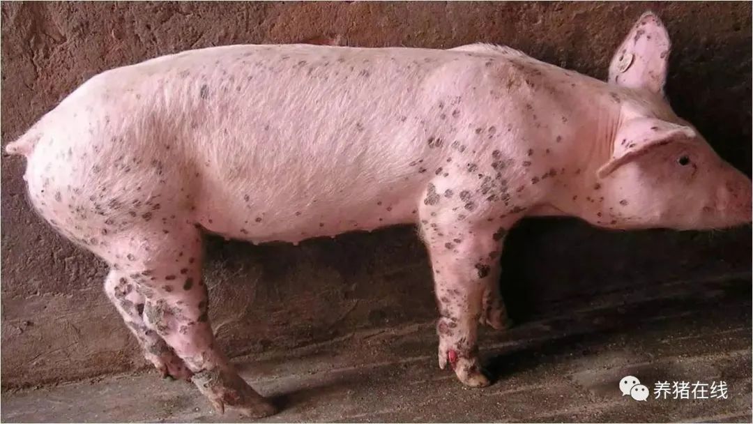 猪囊虫症状图片